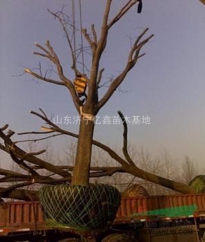 20公分國槐25公分國槐裸根截桿價格