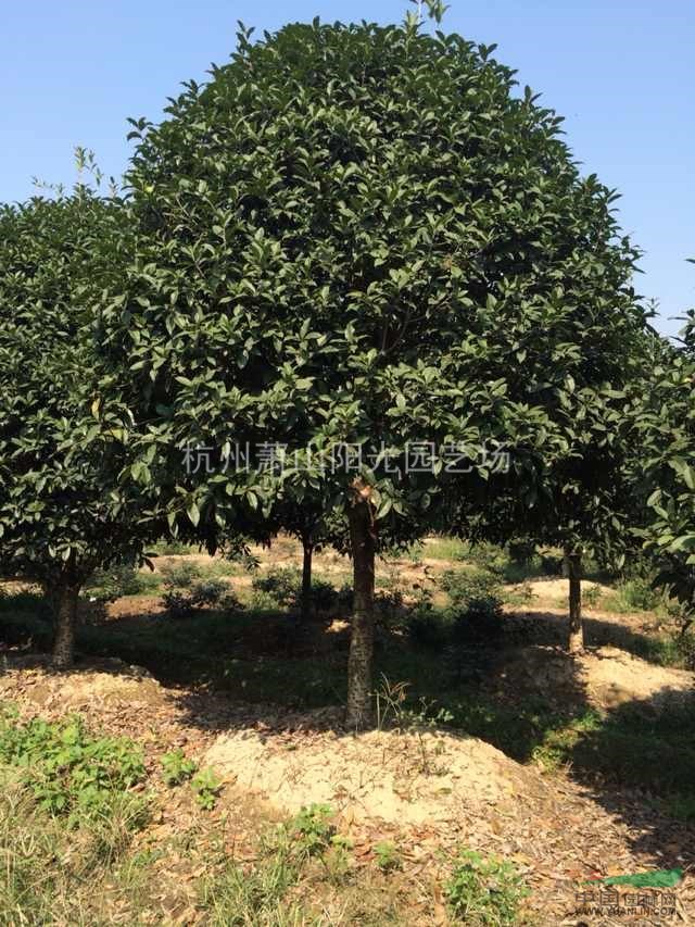 供應精品朱砂桂 D3-20 