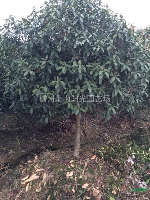 供應精品朱砂桂 D3-20 