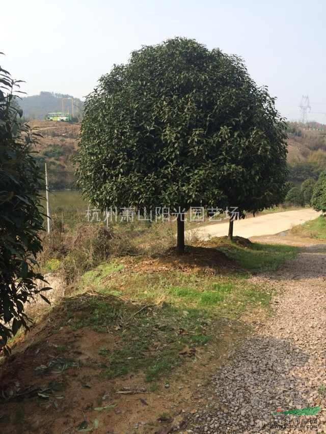 供應精品朱砂桂 D3-20 