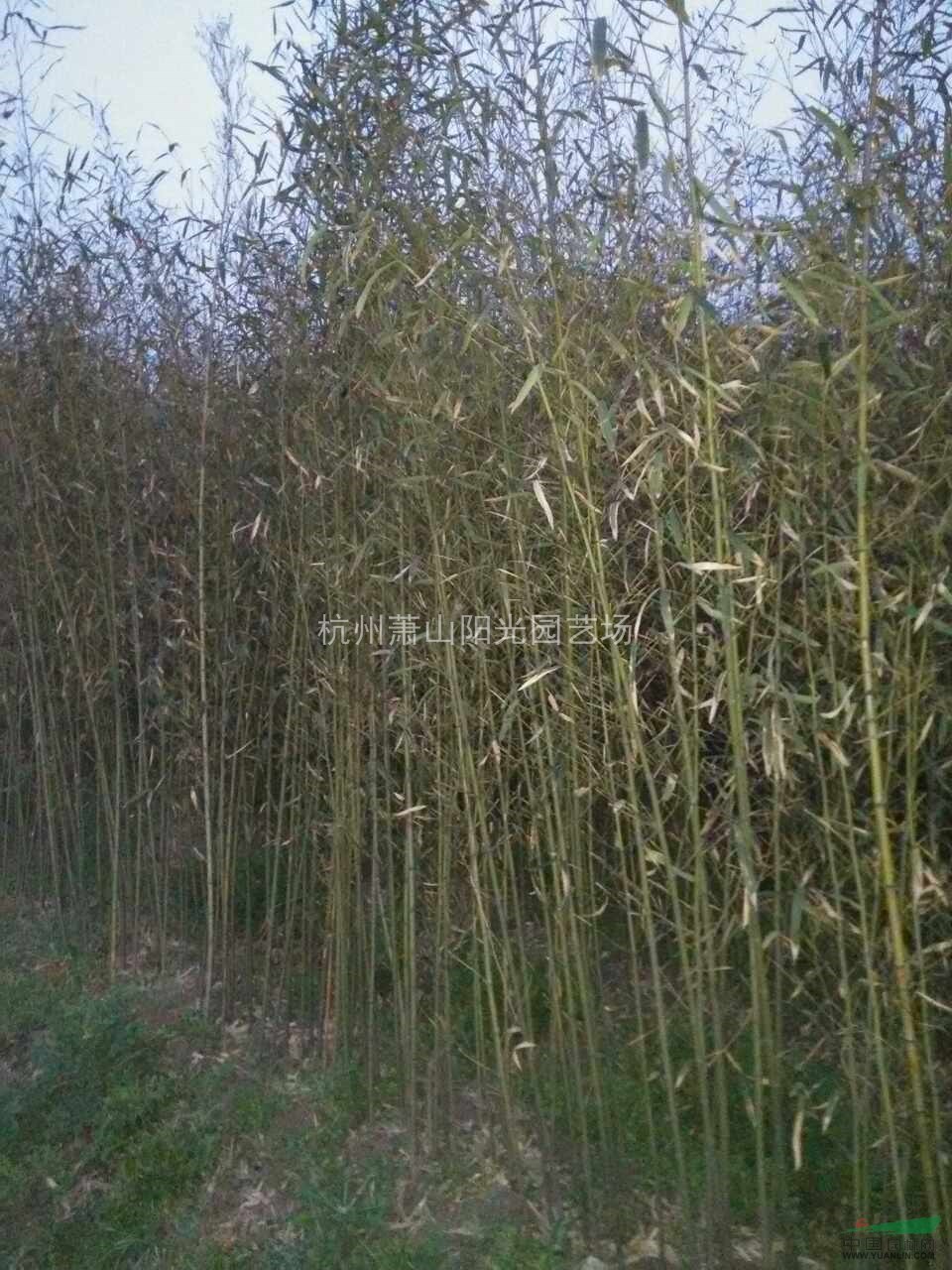 供應D2-D6剛竹