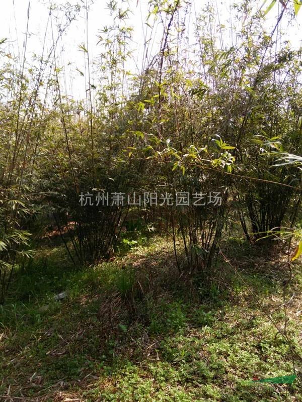 供應H1米-3米 慈孝竹