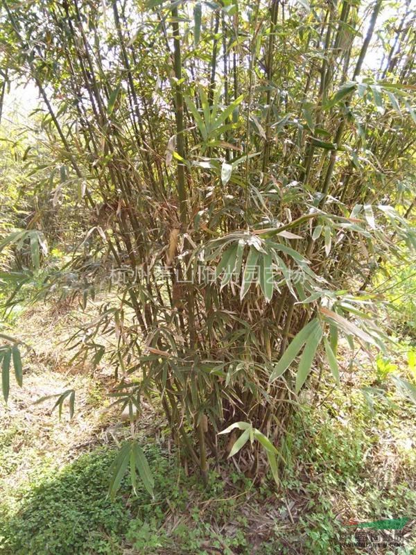 供應H1米-3米 慈孝竹