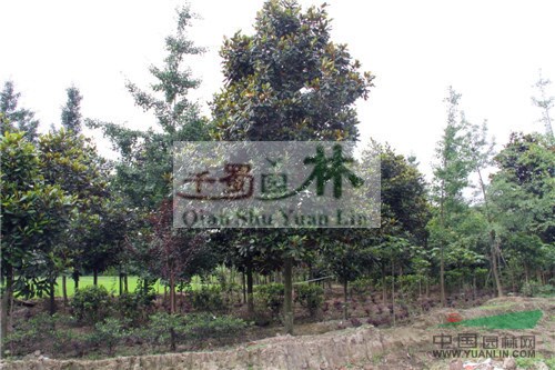 低價(jià)出售18公分廣玉蘭,18公分廣玉蘭價(jià)格