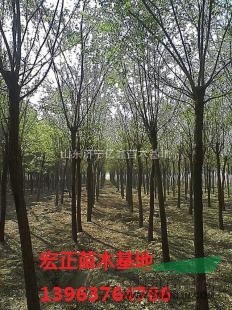 10公分11公分國(guó)槐土球一年冒價(jià)格