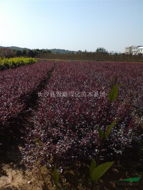 紅花繼木小苗，湖南紅花繼木小苗，紅花繼木小苗價格