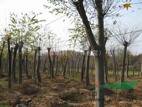 浙江樸樹基地，樸樹價(jià)格怎么樣，優(yōu)質(zhì)樸樹出售