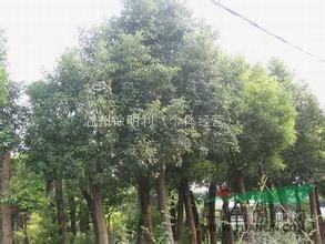 2015年榆樹(shù)基地▎大量榆樹(shù)供應(yīng)信息▎樸樹(shù)價(jià)格多少錢(qián)一棵