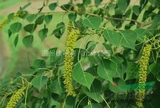 烏桕樹價格多少錢一棵▎烏桕樹苗大量出售▎最大烏桕樹基地