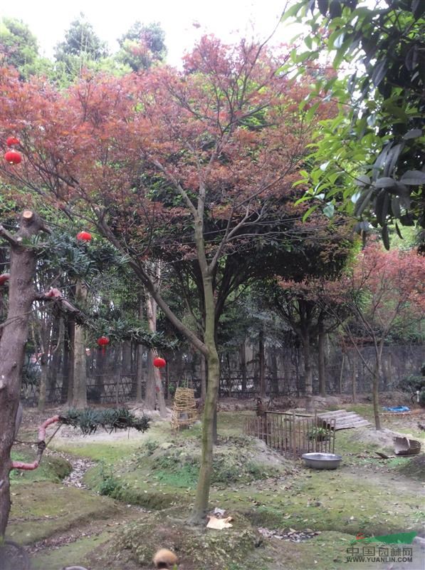 優(yōu)質(zhì)紅楓！8--12公分