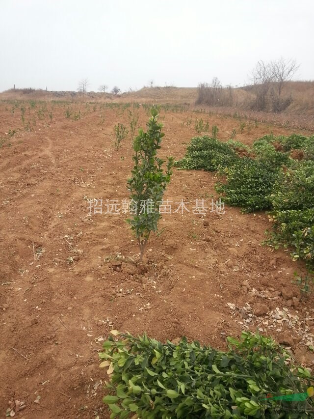 大葉黃楊