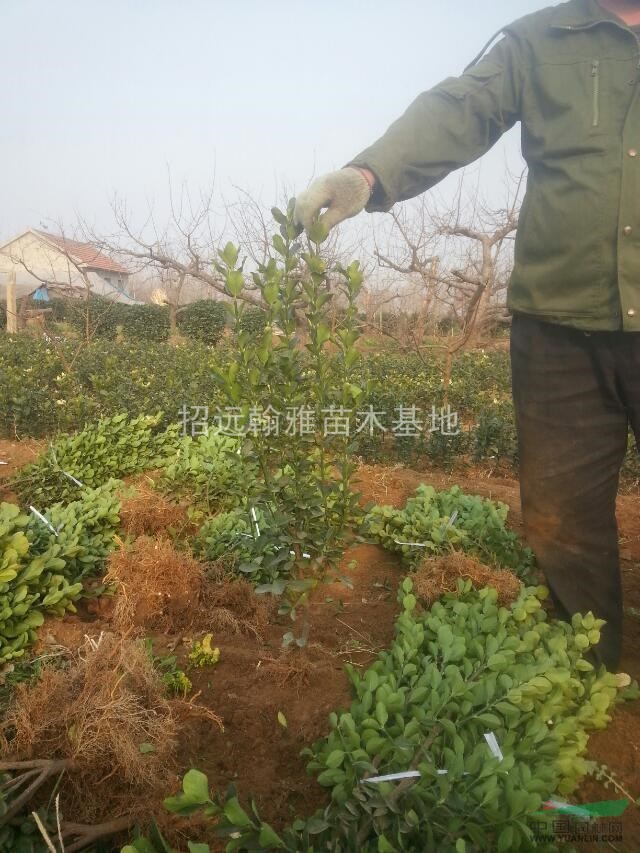 大葉黃楊