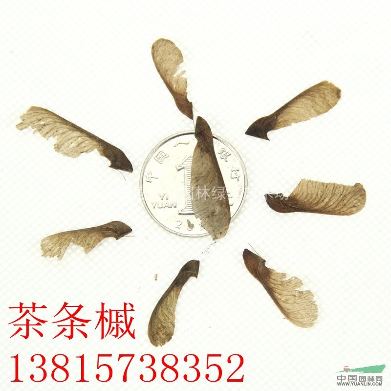 低價(jià)直銷茶條槭 茶條槭種子 別稱： 茶條、華北茶條槭