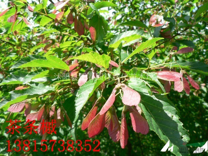 低價(jià)直銷茶條槭 茶條槭種子 別稱： 茶條、華北茶條槭