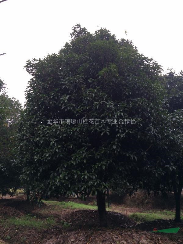 浙江金華大規(guī)格精品桂花供應(yīng)