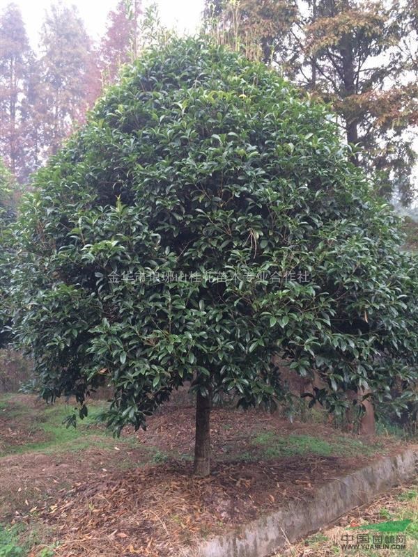 浙江金華大規(guī)格精品桂花供應(yīng)