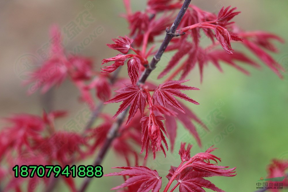 紅舞妓紅楓新圖片 紅楓小苗圖片 紅舞妓批發(fā)出售 江西