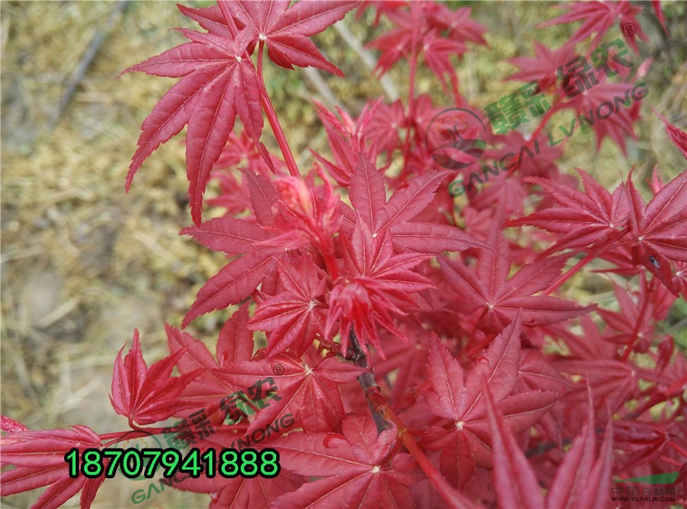 紅舞妓紅楓新圖片 紅楓小苗圖片 紅舞妓批發(fā)出售 江西