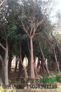米經(jīng)22公分國槐價(jià)格表