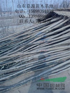 2015年25公分國(guó)槐價(jià)格多少錢(qián)