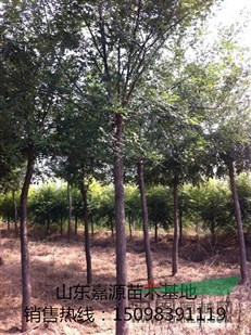 最新速生國槐小苗價(jià)格多少錢