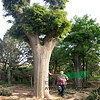 德州4公分-30公分國(guó)槐價(jià)格
