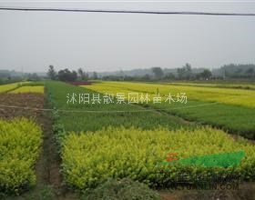 金叶女贞球，金叶女贞小苗价格--江苏地区