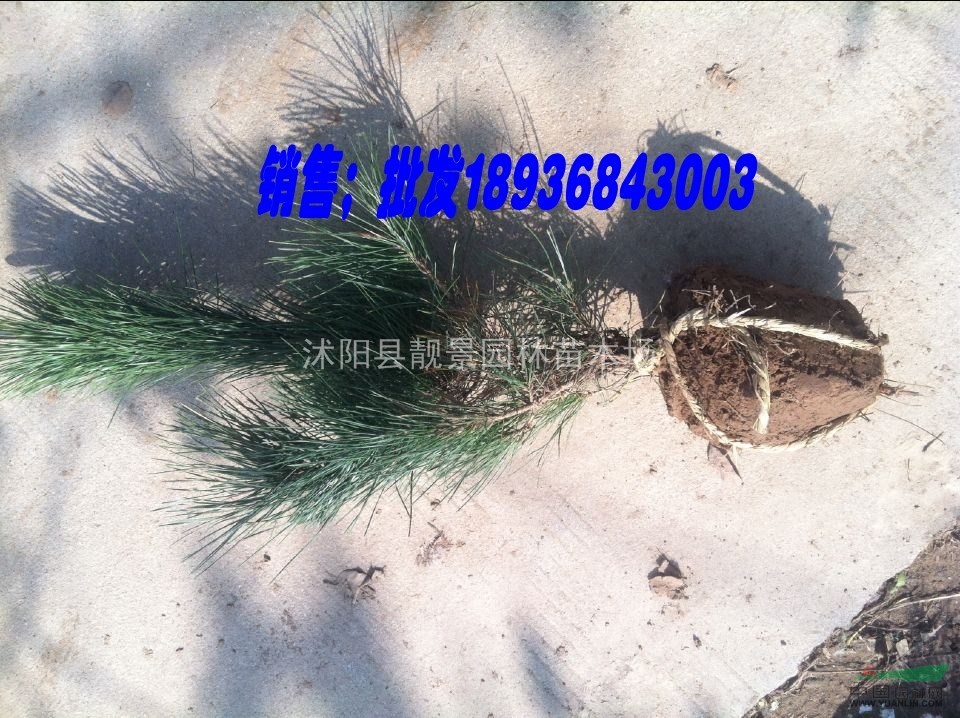 黑松价格，2018年黑松苗报价，黑松种子供应