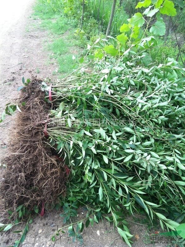 连翘3分支价格 连翘适应新疆绿篱 连翘基地