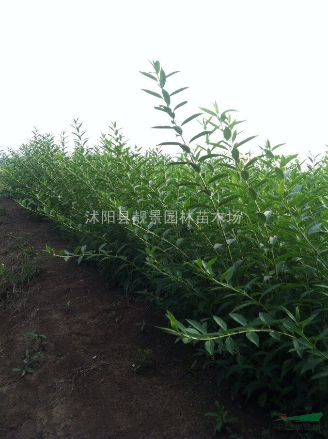 连翘3分支价格 连翘适应新疆绿篱 连翘基地