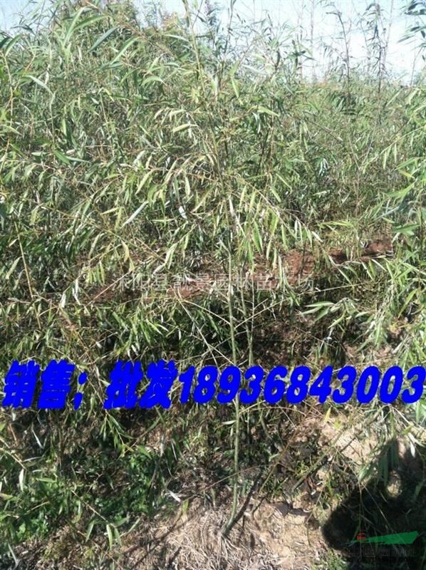 垂柳价格，垂柳苗价格--江苏地区