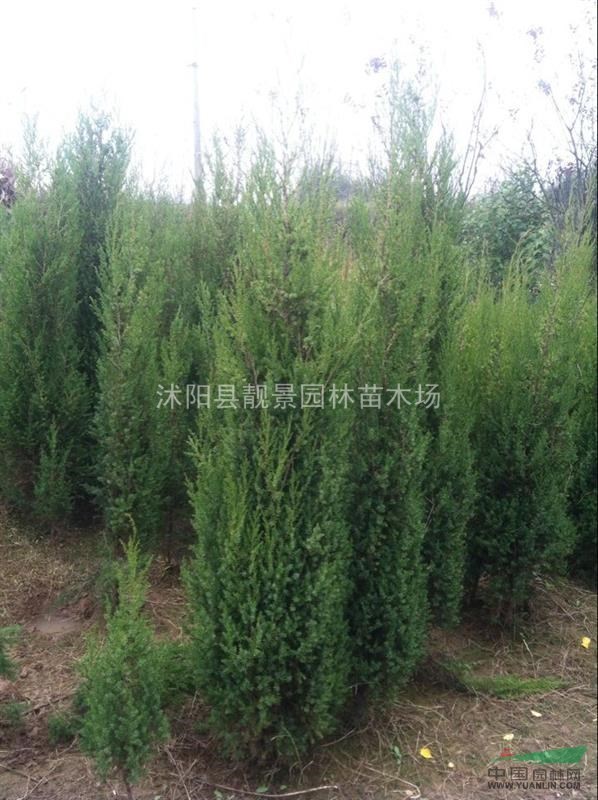 江苏刺柏价格 刺柏2米高图片 刺松基地批发