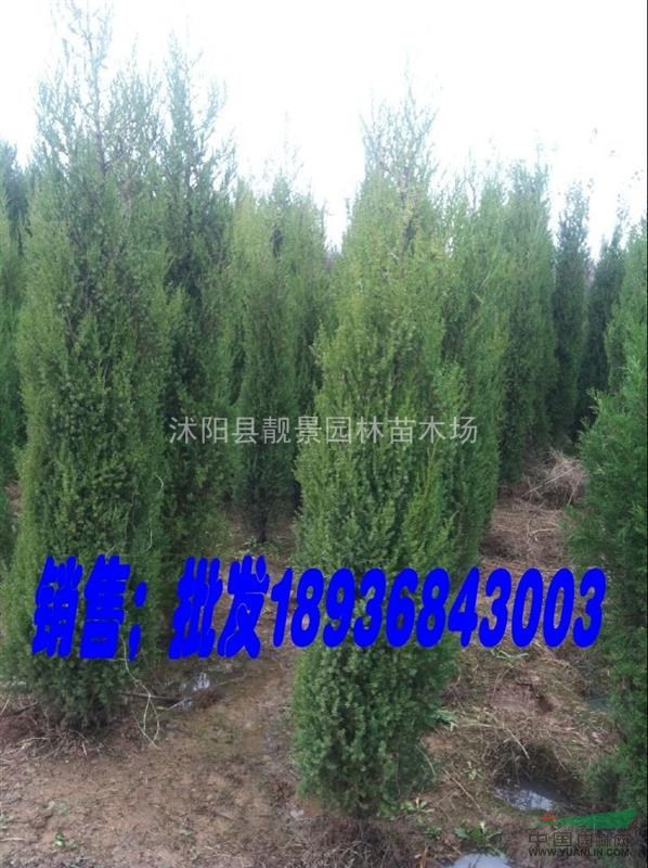 江苏刺柏价格 刺柏2米高图片 刺松基地批发