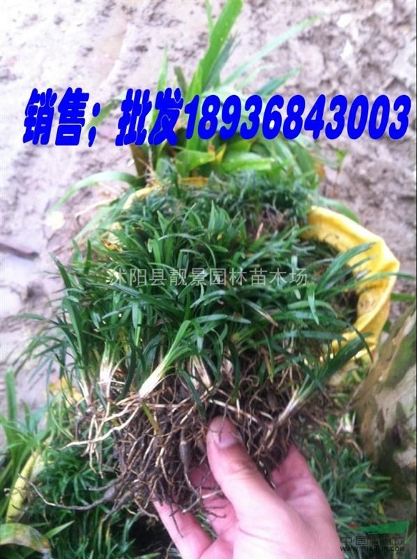 日本矮麦冬价格，玉龙草报价，麦冬草种子