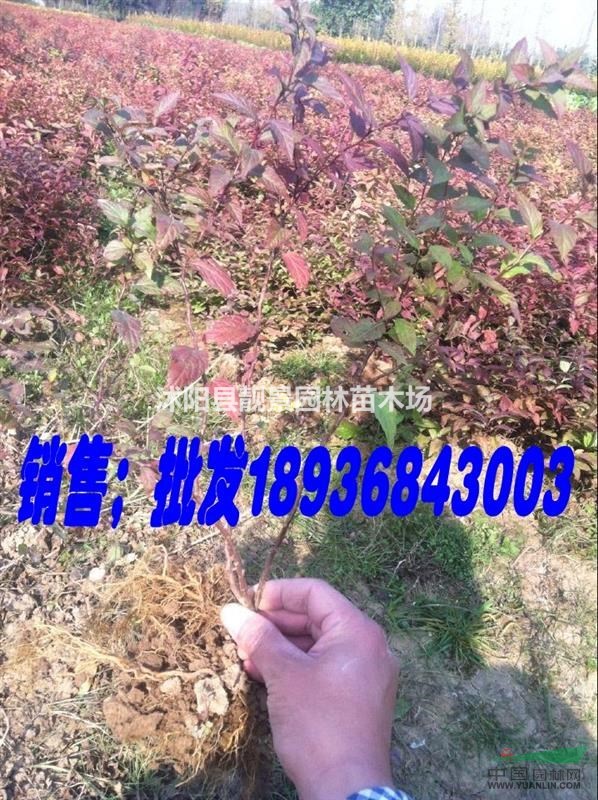 金焰绣线菊，沭阳绣线菊价格供应