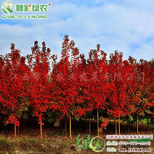 秋火焰紅楓 長勢旺盛紅楓 適合做行道樹 紅楓苗價(jià)格 江西