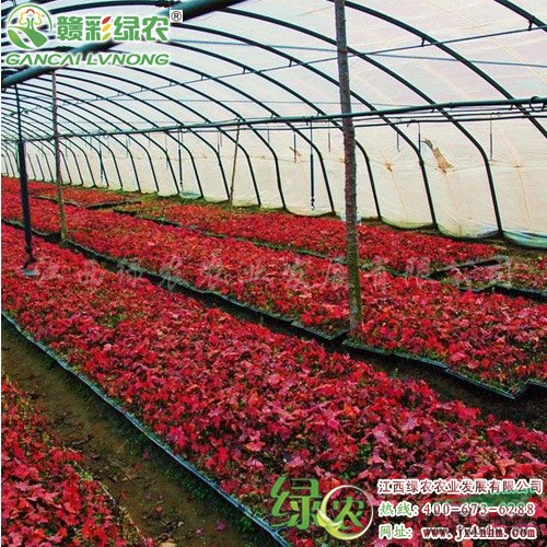 秋火焰紅楓 長勢旺盛紅楓 適合做行道樹 紅楓苗價(jià)格 江西