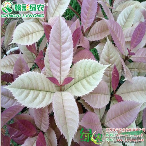 珍珠五彩桂 彩葉桂花樹小苗出售 新品種桂花樹價格