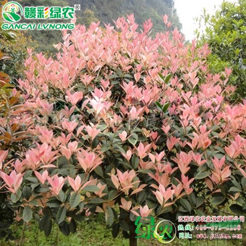 珍珠五彩桂 彩葉桂花樹小苗出售 新品種桂花樹價格