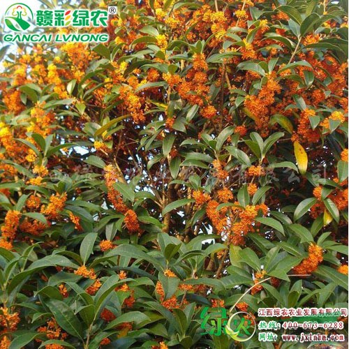 狀元紅桂 頂級丹桂品種 大花多桂花 桂花小苗出售