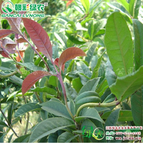 中華龍桂 桂花小苗出售 桂花樹苗繁育 江西綠農(nóng)基地