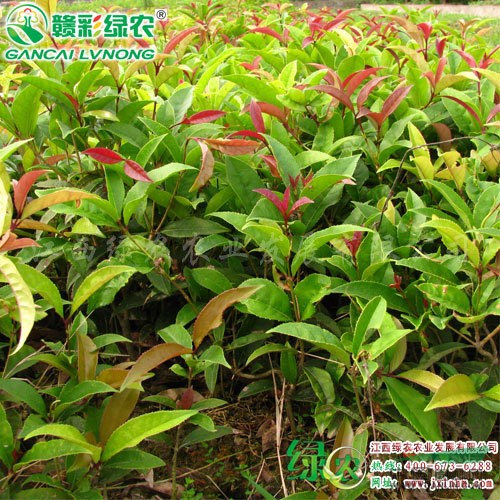 中華龍桂 桂花小苗出售 桂花樹苗繁育 江西綠農(nóng)基地