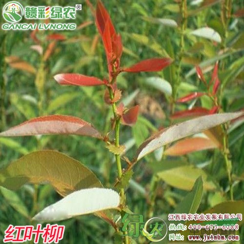 紅葉柳樹苗價(jià)格 紅葉柳小苗出售 柳樹新品種 江西綠農(nóng)