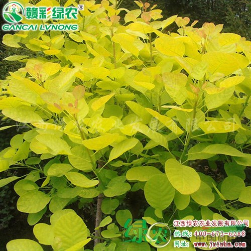 金葉黃櫨小苗出售 金葉黃櫨樹苗價格 黃櫨圖片 優(yōu)良彩葉樹種