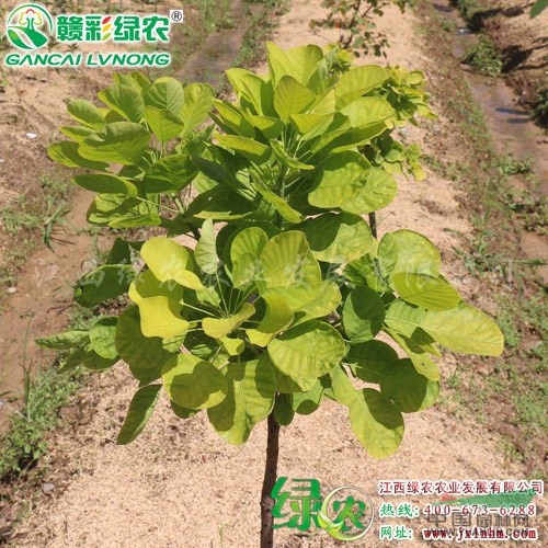 金葉黃櫨小苗出售 金葉黃櫨樹苗價格 黃櫨圖片 優(yōu)良彩葉樹種