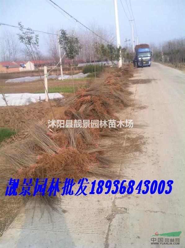 绿叶水腊30-60公分价格，水腊苗种植 ，绿叶水腊苗批发