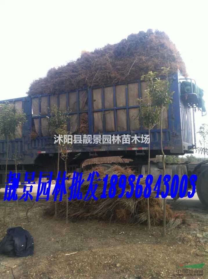 绿叶水腊30-60公分价格，水腊苗种植 ，绿叶水腊苗批发
