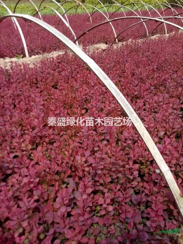紅葉小檗球