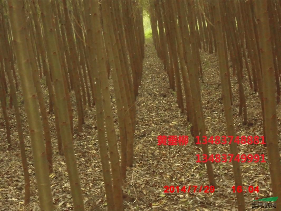 楊樹(shù)，柳樹(shù)