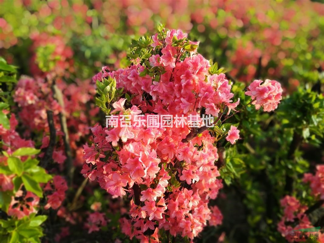 映山紅///杜鵑花///